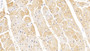 DAB staining on IHC-P; Sample: Human Cardiac Muscle Tissue; Primary Ab: 30ug/ml Mouse Anti-Human LSR Antibody Second Ab: 2ug/mL HRP-Linked Caprine Anti-Mouse IgG Polyclonal Antibody