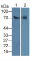 Western Blot; Sample: Lane1: Rat Liver lysate; Lane2: 293T cell lysate Primary Ab: 2ug/ml Mouse Anti-Human LSR Antibody Second Ab: 0.2ug/mL HRP-Linked Caprine Anti-Mouse IgG Polyclonal Antibody