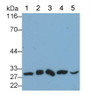 Western Blot; Sample: Lane1: Human Lung lysate; Lane2: Rat Liver lysate; Lane3: Rat Cerebrum lysate; Lane4: A431 cell lysate; Lane5: Human Saliva Primary Ab: 0.1ug/ml Mouse Anti-Human PGAM1 Antibody Second Ab: 0.2ug/mL HRP-Linked Caprine Anti-Mouse IgG Polyclonal Antibody
