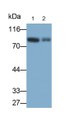 Western Blot; Samples: Lane1: Rat Cerebrum lysate; Lane2: Mouse Cerebrum lysate; Primary Ab: 0.5ug/ml Rabbit Anti-Rat MFN2 Antibody; Second Ab: 0.2ug/ml HRP-Linked Caprine Anti-Rabbit IgG Polyclonal Antibody