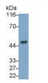 Western Blot; Sample: Porcine Spleen lysate Primary Ab: 1ug/ml Mouse Anti-Human IL8Rb Antibody Second Ab: 0.2ug/mL HRP-Linked Caprine Anti-Mouse IgG Polyclonal Antibody