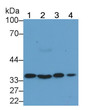 Western Blot; Sample: Lane1: Porcine Liver lysate; Lane2: Porcine Kidney lysate; Lane3: Porcine Stomach lysate; Lane4: HCT116 cell lysate Primary Ab: 2ug/ml Mouse Anti-Human ANXA4 Antibody Second Ab: 0.2ug/mL HRP-Linked Caprine Anti-Mouse IgG Polyclonal Antibody