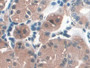 DAB staining on IHC-P; Sample: Human Stomach Tissue; Primary Ab: 30ug/ml Mouse Anti-Human PGA Antibody Second Ab: 2ug/mL HRP-Linked Caprine Anti-Mouse IgG Polyclonal Antibody
