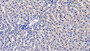 DAB staining on IHC-P; Sample: Rat Liver Tissue; Primary Ab: 20ug/ml Mouse Anti-Human VEGF165 Antibody Second Ab: 2ug/mL HRP-Linked Caprine Anti-Mouse IgG Polyclonal Antibody