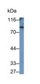 Western Blot; Sample: Rat Cerebrum lysate Primary Ab: 0.2ug/ml Mouse Anti-Rat PDE4B Antibody Second Ab: 0.2ug/mL HRP-Linked Caprine Anti-Mouse IgG Polyclonal Antibody
