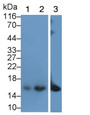 Western Blot; Sample: Lane1: Rat Skin lysate; Lane2: Porcine Skin lysate; Lane3: Porcine Esophagus lysate Primary Ab: 0.2ug/ml Mouse Anti-Human CRABP2 Antibody Second Ab: 0.2ug/mL HRP-Linked Caprine Anti-Mouse IgG Polyclonal Antibody