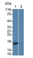 Western Blot; Sample: Lane1: Porcine Esophagus lysate; Lane2: MCF7 cell lysate; Primary Ab: 0.2ug/ml Mouse Anti-Human CRABP2 Antibody; Second Ab: 0.2ug/mL HRP-Linked Caprine Anti-Mouse IgG Polyclonal Antibody