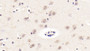 DAB staining on IHC-P; Sample: Human Cerebrum Tissue; Primary Ab: 20ug/ml Mouse Anti-Human NRGN Antibody; Second Ab: 2ug/mL HRP-Linked Caprine Anti-Mouse IgG Polyclonal Antibody