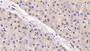 DAB staining on IHC-P; Sample: Human Liver Tissue; Primary Ab: 30ug/ml Mouse Anti-Human TSLP Antibody; Second Ab: 2ug/mL HRP-Linked Caprine Anti-Mouse IgG Polyclonal Antibody