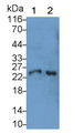 Western Blot; Sample: Lane1: Human Lung lysate; Lane2: Rat Liver lysate Primary Ab: 0.2ug/ml Mouse Anti-Human CTSS Antibody Second Ab: 0.2ug/mL HRP-Linked Caprine Anti-Mouse IgG Polyclonal Antibody