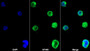 AF488 staining on IF; Sample: MOLT-4 cell; Primary Ab: 20ug/ml Mouse Anti-Human CD4 Antibody; Second Ab: 2ug/ml AF488-Linked Caprine Anti-Mouse IgG Polyclonal Antibody