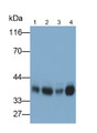 Western Blot; Samples: Lane1: U2OS cell lysate; Lane2: BXPC3 cell lysate; Lane3: HepG2 cell lysate; Lane4: A549 cell lysate; Primary Ab: 0.1ug/ml Rabbit Anti-Mouse SLC7A11 Antibody; Second Ab: 0.2ug/ml HRP-Linked Caprine Anti-Rabbit IgG Polyclonal Antibody