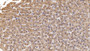 DAB staining on IHC-P; Sample: Human Liver Tissue; Primary Ab: 10ug/ml Mouse Anti-Human ANXA3 Antibody; Second Ab: 2ug/mL HRP-Linked Caprine Anti-Mouse IgG Polyclonal Antibody