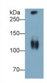 Western Blot; Sample: Human Saliva Primary Ab: 1ug/ml Mouse Anti-Human MUC5B Antibody Second Ab: 0.2ug/mL HRP-Linked Caprine Anti-Mouse IgG Polyclonal Antibody