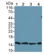 Western Blot; Sample: Lane1: Human Placenta lysate; Lane2: U2OS cell lysate; Lane3: Porcine Liver lysate; Lane4: Porcine Cerebrum lysate Primary Ab: 0.2ug/ml Mouse Anti-Multi-species H3 Antibody Second Ab: 0.2ug/mL HRP-Linked Caprine Anti-Mouse IgG Polyclonal Antibody