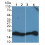 Western Blot; Sample: Lane1: Rat Cerebrum lysate; Lane2: Mouse Cerebrum lysate; Lane3: Bovine Cerebrum lysate; Lane4: Canine Cerebrum lysate; Primary Ab: 0.2ug/ml Mouse Anti-Multi-species H3 Antibody; Second Ab: 0.2ug/mL HRP-Linked Caprine Anti-Mouse IgG Polyclonal Antibody