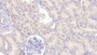 DAB staining on IHC-P; Sample: Human Kidney Tissue; Primary Ab: 20ug/ml Mouse Anti-Human TDO Antibody Second Ab: 2ug/mL HRP-Linked Caprine Anti-Mouse IgG Polyclonal Antibody