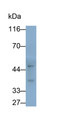 Western Blot; Sample: DU145 cell lysate Primary Ab: 0.1ug/ml Rabbit Anti-Human STX11 Antibody Second Ab: 0.2ug/ml HRP-Linked Caprine Anti-Rabbit IgG Polyclonal Antibody