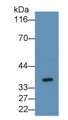 Western Blot; Sample: Human Placenta lysate Primary Ab: 2ug/ml Mouse Anti-Human FGL1 Antibody Second Ab: 0.2ug/mL HRP-Linked Caprine Anti-Mouse IgG Polyclonal Antibody