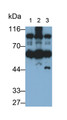 Western Blot; Sample: Lane1: Rat Cerebrum lysate; Lane2: Mouse Cerebrum lysate; Lane3: Porcine Cerebrum lysate; Primary Ab: 0.3ug/ml Mouse Anti-Human HK1 Antibody; Second Ab: 0.2ug/mL HRP-Linked Caprine Anti-Mouse IgG Polyclonal Antibody