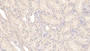 DAB staining on IHC-P; Sample: Human Kidney Tissue; Primary Ab: 20ug/ml Mouse Anti-Human MSRA Antibody Second Ab: 2ug/mL HRP-Linked Caprine Anti-Mouse IgG Polyclonal Antibody