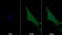 AF488 staining on IF; Sample: Hela cell; Primary Ab: 30ug/ml Mouse Anti-Human POSTN Antibody; Second Ab: 2ug/ml AF488-Linked Caprine Anti-Mouse IgG Polyclonal Antibody