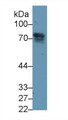 Western Blot; Sample: Rat Lung lysate; Primary Ab: 2ug/ml Mouse Anti-Human POSTN Antibody Second Ab: 0.2ug/mL HRP-Linked Caprine Anti-Mouse IgG Polyclonal Antibody