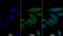 AF488 staining on IF; Sample: HepG2 cell; Primary Ab: 20ug/ml Rabbit Anti-Mouse PPARg Antibody; Second Ab: 2ug/ml AF488-Linked Caprine Anti-Rabbit IgG Polyclonal Antibody