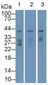 Western Blot; Sample: Lane1: Mouse Kidney lysate; Lane2: Rat Kidney lysate; Lane3: Rat Heart lysate; Primary Ab: 2ug/ml Mouse Anti-Human RNLS Antibody; Second Ab: 0.2ug/mL HRP-Linked Caprine Anti-Mouse IgG Polyclonal Antibody
