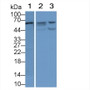Western Blot; Sample: Lane1: Human Milk; Lane2: Porcine Liver lysate; Lane3: 293T cell lysate Primary Ab: 2ug/ml Mouse Anti-Human Visfatin Antibody Second Ab: 0.2ug/mL HRP-Linked Caprine Anti-Mouse IgG Polyclonal Antibody