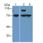 Western Blot; Sample: Lane1: Canine Cerebrum lysate; Lane2: Rabbit Cerebrum lysate; Lane3: Cavia Cerebrum lysate Primary Ab: 1ug/ml Mouse Anti-Human NEFL Antibody Second Ab: 0.2ug/mL HRP-Linked Caprine Anti-Mouse IgG Polyclonal Antibody