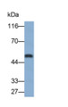 Western Blot; Sample: Mouse Cerebrum lysate; Primary Ab: 0.2ug/ml Rabbit Anti-Human VEGFA Antibody; Second Ab: 0.2ug/ml HRP-Linked Caprine Anti-Rabbit IgG Polyclonal Antibody