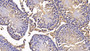 DAB staining on IHC-P; Sample: Rat Testis Tissue; Primary Ab: 20ug/ml Rabbit Anti-Human CCNA1 Antibody Second Ab: 2ug/mL HRP-Linked Caprine Anti-Rabbit IgG Polyclonal Antibody