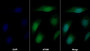 AF488 staining on IF; Sample: U2OS cell; Primary Ab: 30ug/ml Mouse Anti-Human AMOT Antibody; Second Ab: 2ug/ml AF488-Linked Caprine Anti-Mouse IgG Polyclonal Antibody