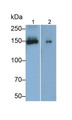 Western Blot; Samples: Lane1: Human Placenta lysate; Lane2: Porcine Stomach lysate; Primary Ab: 0.4ug/ml Mouse Anti-Human AMOT Antibody; Second Ab: 0.2ug/ml HRP-Linked Caprine Anti-Mouse IgG Polyclonal Antibody