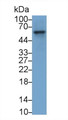 Western Blot; Sample: 293T cell lysate Primary Ab: 4ug/ml Mouse Anti-Rabbit F9 Antibody Second Ab: 0.2ug/mL HRP-Linked Caprine Anti-Mouse IgG Polyclonal Antibody