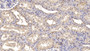 DAB staining on IHC-P; Sample: Human Kidney Tissue; Primary Ab: 10ug/ml Mouse Anti-Human CNX Antibody Second Ab: 2ug/mL HRP-Linked Caprine Anti-Mouse IgG Polyclonal Antibody