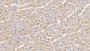 DAB staining on IHC-P; Sample: Human Cardiac Muscle Tissue; Primary Ab: 10ug/ml Mouse Anti-Human CNX Antibody; Second Ab: 2ug/mL HRP-Linked Caprine Anti-Mouse IgG Polyclonal Antibody