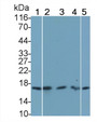 Western Blot; Sample: Lane1: Rat Cerebrum lysate; Lane2: Rat Heart lysate; Lane3: Mouse Heart lysate; Lane4: Mouse Kidney lysate; Lane5: Porcine Heart lysate Primary Ab: 0.8ug/ml Mouse Anti-Human FGF1 Antibody Second Ab: 0.2ug/mL HRP-Linked Caprine Anti-Mouse IgG Polyclonal Antibody