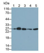 Western Blot; Sample: Lane1: Porcine Liver lysate; Lane2: Porcine Kidney lysate; Lane3: Porcine Cerebrum lysate; Lane4: Human Placenta lysate; Lane5: 293T cell lysate; Primary Ab: 0.4ug/ml Mouse Anti-Porcine VEGFA Antibody; Second Ab: 0.2ug/mL HRP-Linked Caprine Anti-Mouse IgG Polyclonal Antibody