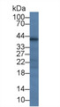 Western Blot; Sample: Human Lung lysate Primary Ab: 5ug/ml Mouse Anti-Human ACTb Antibody Second Ab: 0.2ug/mL HRP-Linked Caprine Anti-Mouse IgG Polyclonal Antibody