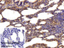DAB staining on IHC-P; Sample: Porcine Lung Tissue; Primary Ab: 10ug/ml Rabbit Anti-Human PGAM1 Antibody; Control: Used PBS instead of primary antibody; Second Ab: 2ug/ml HRP-Linked Caprine Anti-Rabbit IgG Polyclonal Antibody