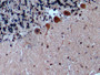DAB staining on IHC-P; Sample: Human Cerebellum Tissue; Primary Ab: 10ug/ml Mouse Anti-Human ENG Antibody Second Ab: 2ug/mL HRP-Linked Caprine Anti-Mouse IgG Polyclonal Antibody