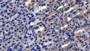 DAB staining on IHC-P; Sample: Rat Stomach Tissue; Primary Ab: 20ug/ml Mouse Anti-Human FGF9 Antibody; Second Ab: 2ug/mL HRP-Linked Caprine Anti-Mouse IgG Polyclonal Antibody