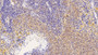 DAB staining on IHC-P; Sample: Rat Spleen Tissue; Primary Ab: 10ug/ml Rabbit Anti-Rat CXCR3 Antibody; Second Ab: 2ug/mL HRP-Linked Caprine Anti-Rabbit IgG Polyclonal Antibody