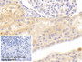 DAB staining on IHC-P; Sample: Porcine Kidney Tissue; Primary Ab: 20ug/ml Mouse Anti-Human ABP1 Antibody; Control: Used PBS instead of primary antibody; Second Ab: 2ug/ml HRP-Linked Caprine Anti-Mouse IgG Polyclonal Antibody