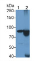 Western Blot; Sample: Lane1: Porcine Spleen lysate; Lane2: Raji cell lysate Primary Ab: 1.5ug/ml Mouse Anti-Human CR2 Antibody Second Ab: 0.2ug/mL HRP-Linked Caprine Anti-Mouse IgG Polyclonal Antibody