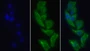 FITC staining on IF; Sample: Human Hela cell; Primary Ab: 30ug/ml Mouse Anti-Human LOX1 Antibody Second Ab: 2ug/ml FITC-Linked Caprine Anti-Mouse IgG Polyclonal Antibody