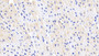 DAB staining on IHC-P; Sample: Human Cardiac Muscle Tissue; Primary Ab: 20ug/ml Mouse Anti-Human CK-BB Antibody Second Ab: 2ug/mL HRP-Linked Caprine Anti-Mouse IgG Polyclonal Antibody