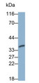 Western Blot; Sample: Rat Pancreas lysate Primary Ab: 0.5ug/ml Mouse Anti-Human CASP6 Antibody Second Ab: 0.2ug/mL HRP-Linked Caprine Anti-Mouse IgG Polyclonal Antibody